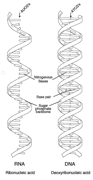 RNA vs DNA.gif